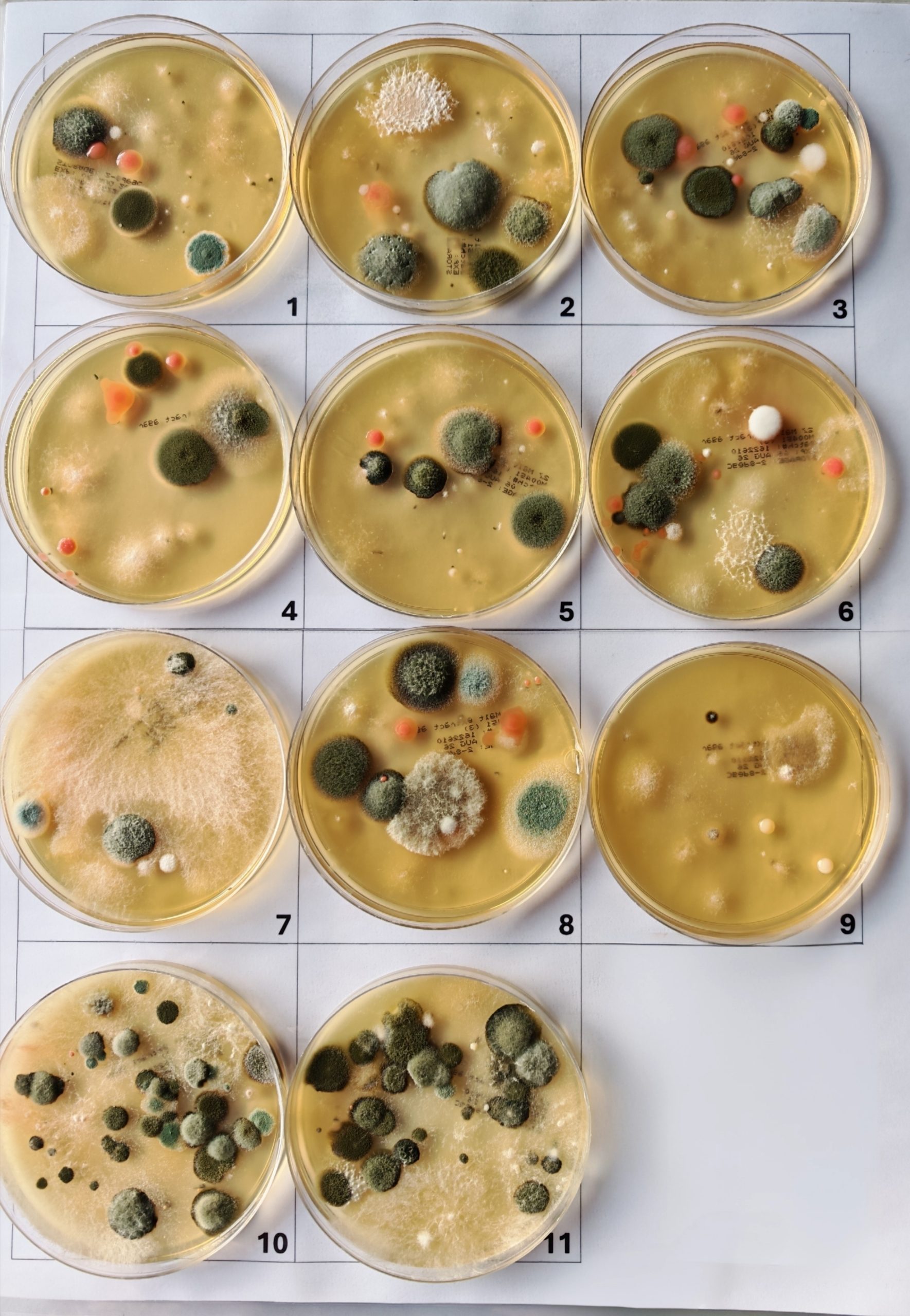 Indoor mold air sample showing multiple mold genera grown from airborne spores collected during a professional mold inspection and indoor air quality assessment.
